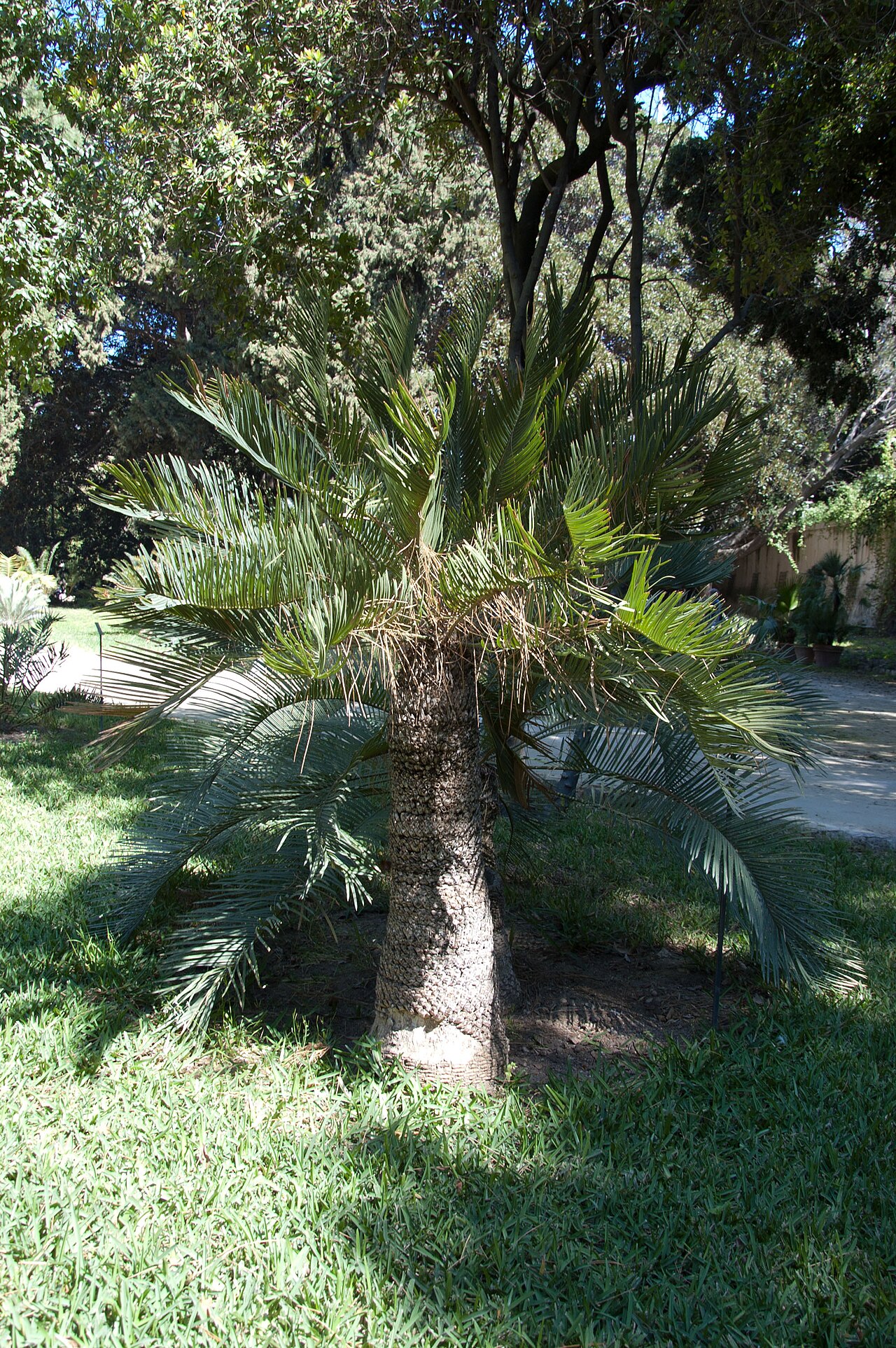 Cycad: Cycas ophiolitica Orto botanico di Palermo