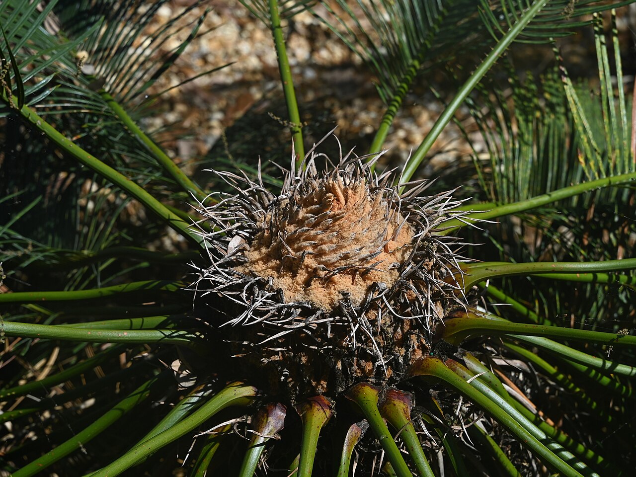 Cycad: Cycas ophiolitica in the Fairchild Tropical Botanic Garden, Miami