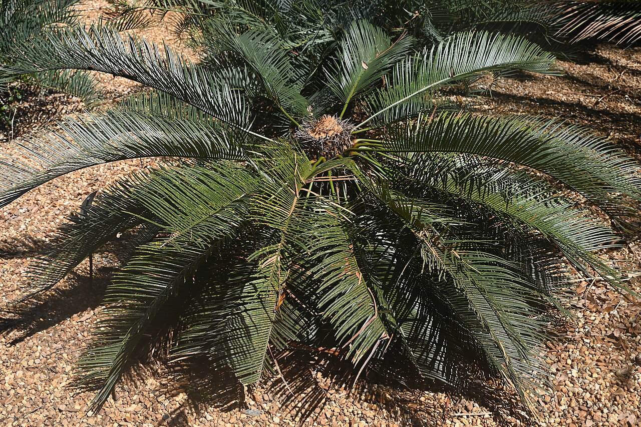 Cycad: Cycas ophiolitica in the Fairchild Tropical Botanic Garden, Miami