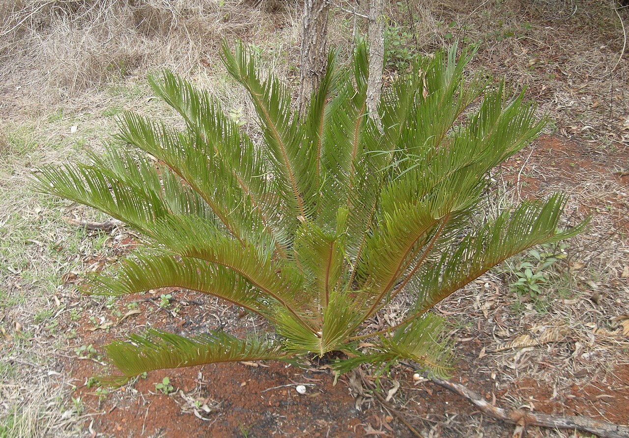 Cycad: Cycas ophiolytica' submature plant. Mount Etna Caves National Park, Central Queensland.