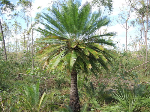 Cycas orientis (Cycas orientis)