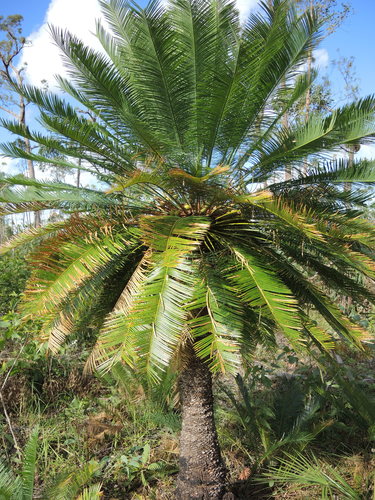 Cycas orientis: A photograph of Cycas orientis