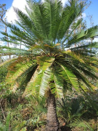 Cycas orientis: A photograph of Cycas orientis