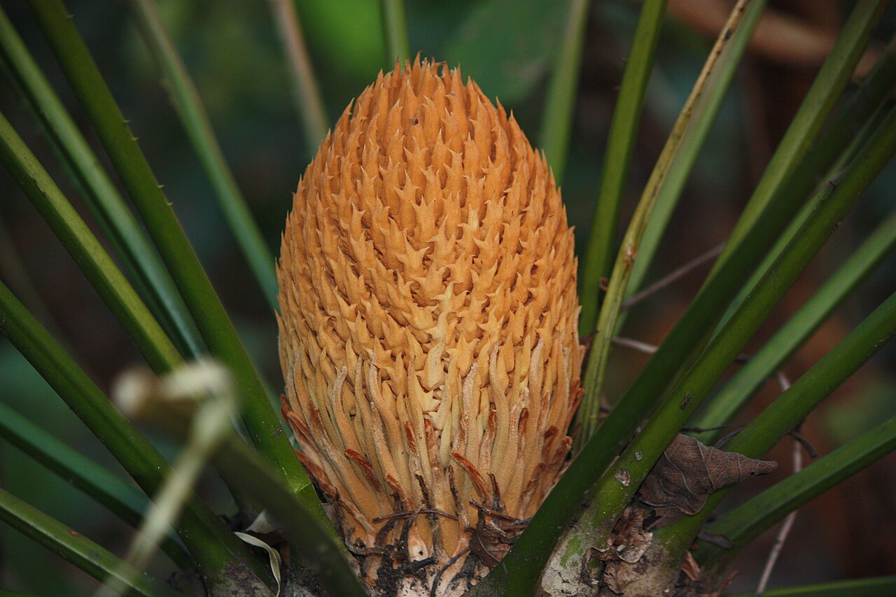 Cycas orixensis: Endangered Species of Odisha, India