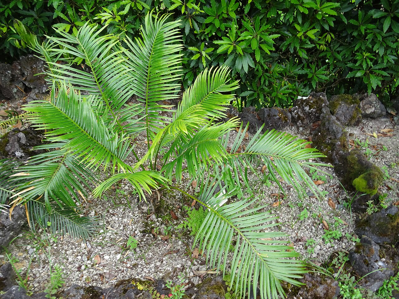 Cycas petraea: Cycas petrae, Parque Terra Nostra , Furnas , Azoren