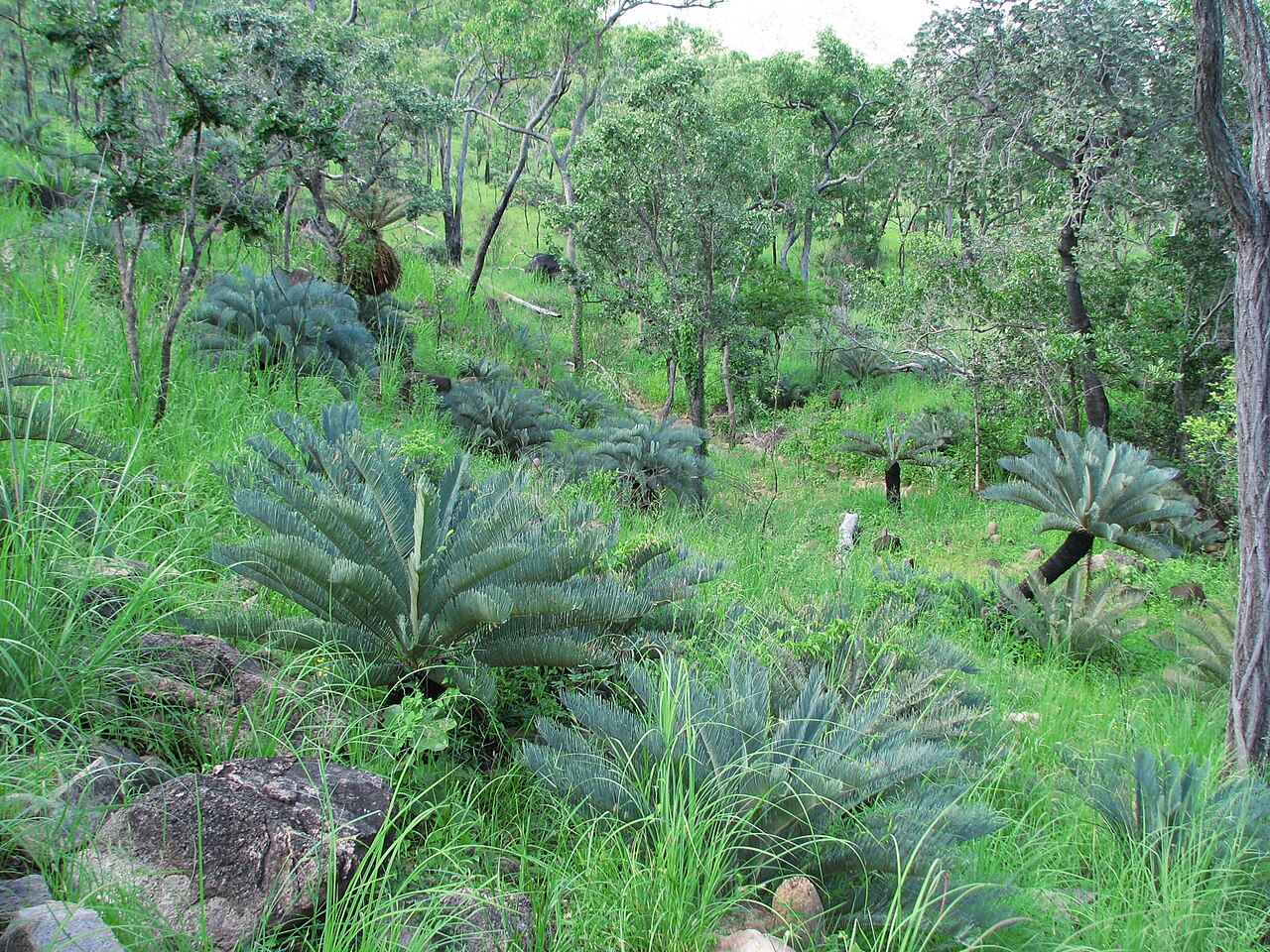 Cycad: Grove of Cycas platyphylla in northern Queensland, Australia, that have recently flushed, on a hillside during the rainy season