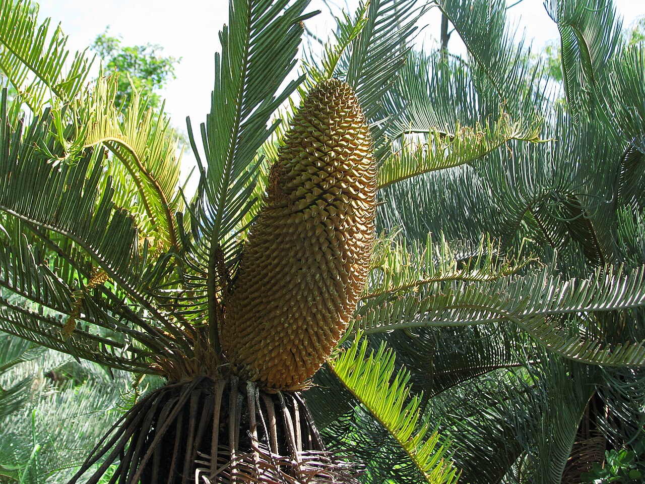 Cycad: Large male cone