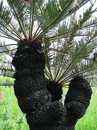 Cycad: Fire-blackened, multi-apexed plant.