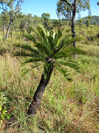 Cycad: Wild plant in open savanna in north Queensland