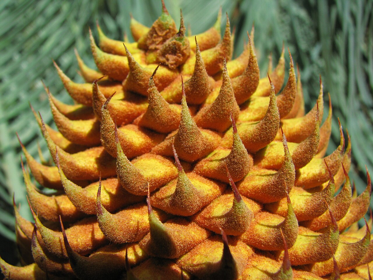 Cycad: Macro shot of the top of a pollen cone at anthesis.