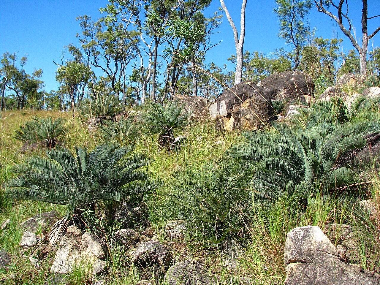 Cycad: Colony of Cycas platyphylla rowing on an outcrop of rhyolite in open dry-tropical savanna in northern Queensland