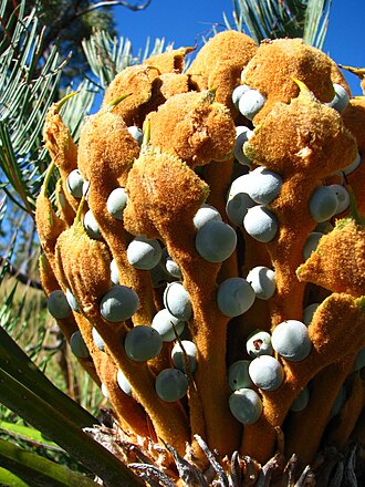 Cycad: On a wild plant in tropical savanna in north Queensland