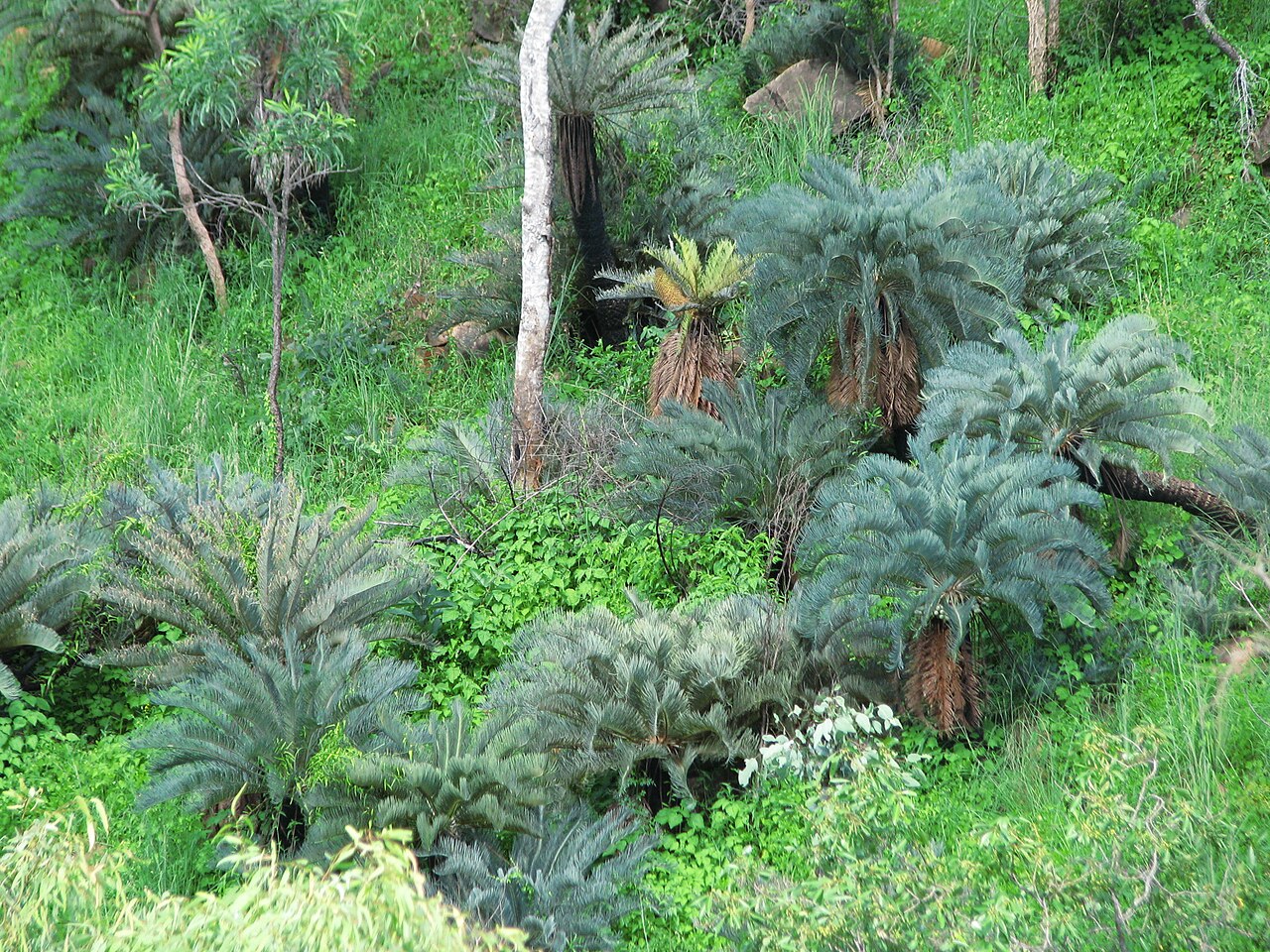 Cycad: Group on the side of a river valley