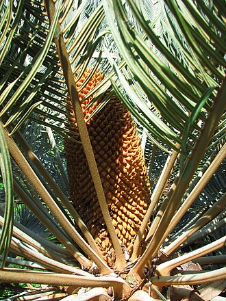 Cycad: Plant with male cone in the process of releasing pollen.