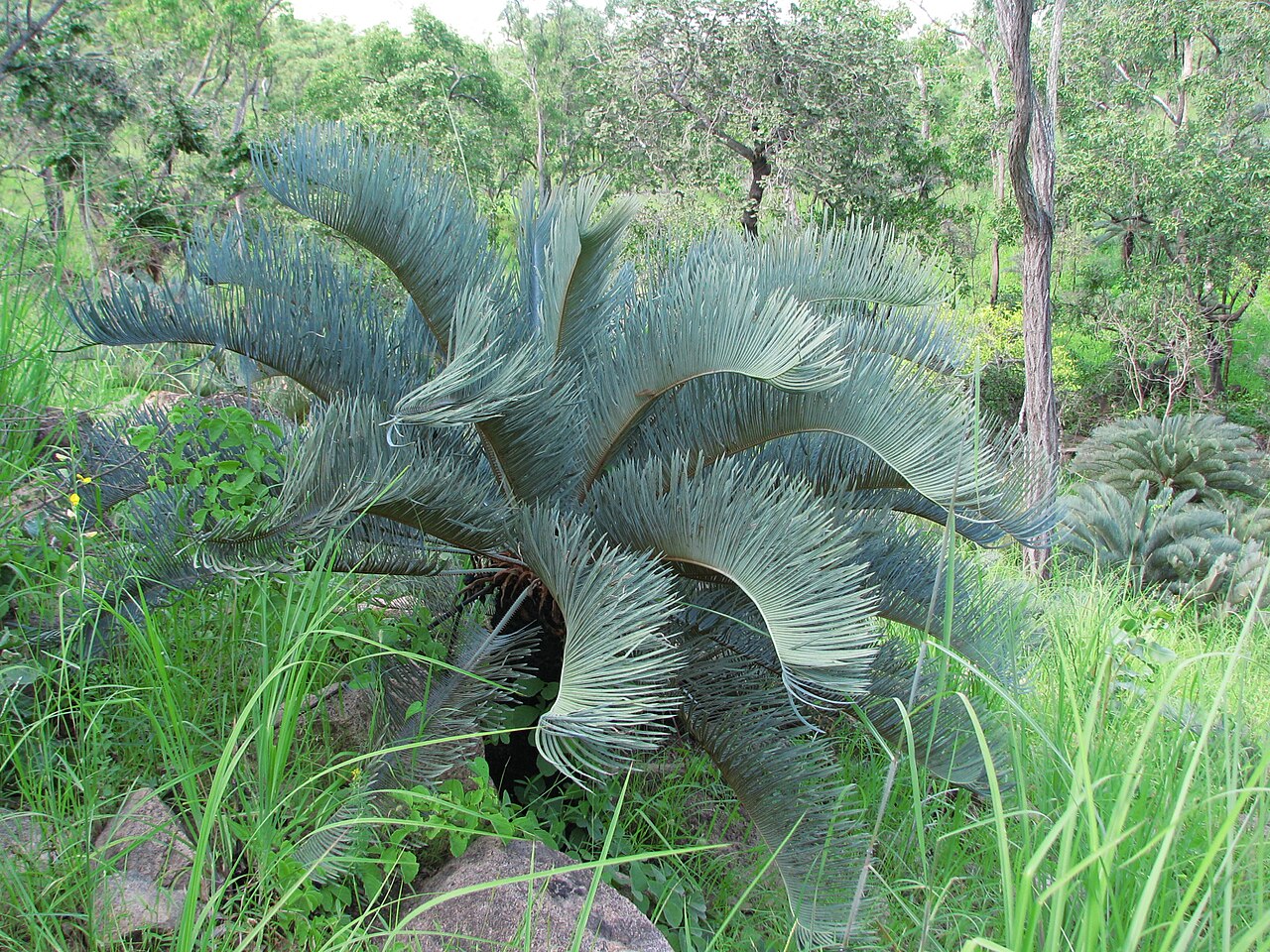 Cycad: Cycas platyphylla specimen in northern Queensland, Australia — a bright blue one