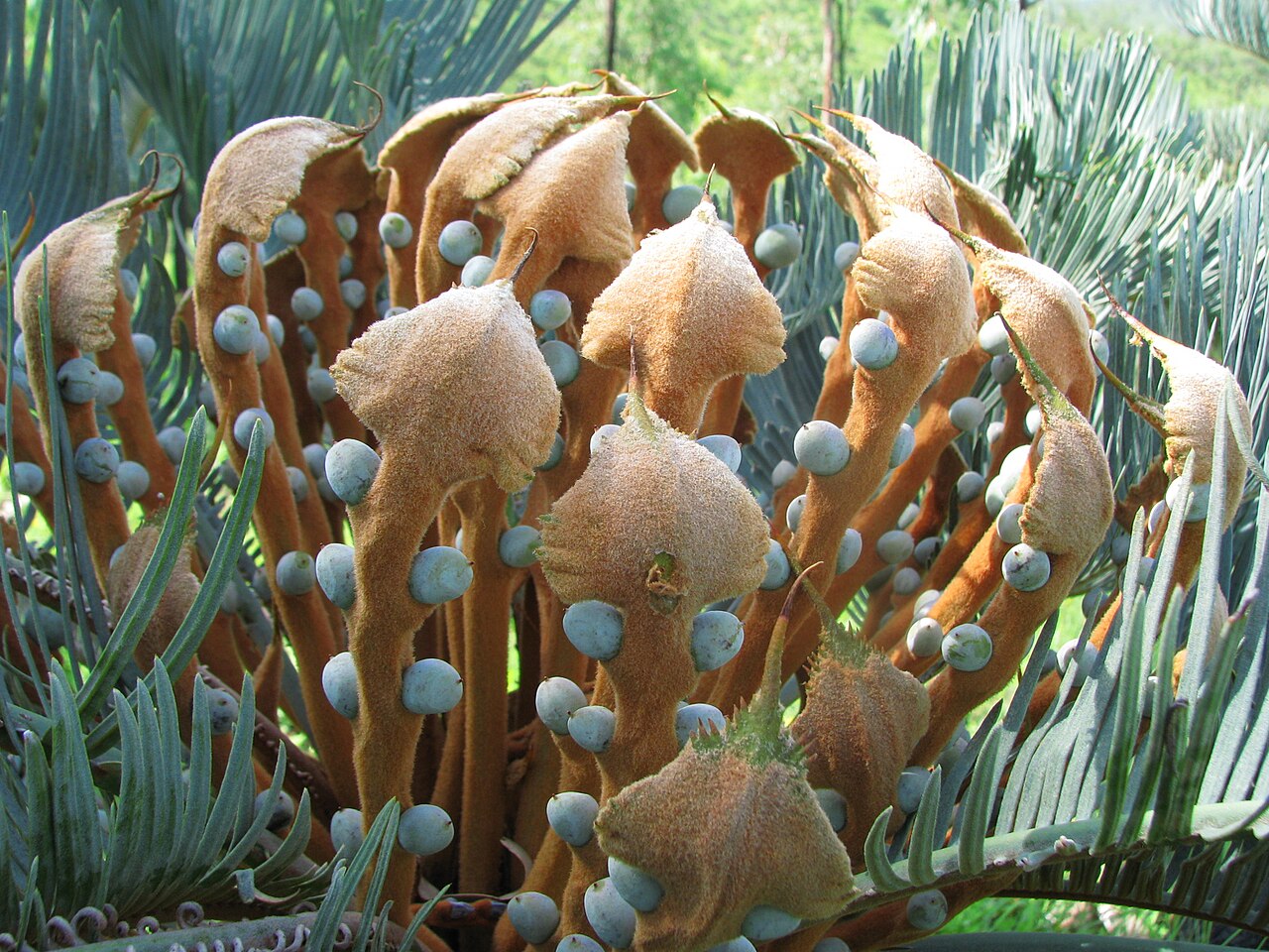 Cycad: Female cone with immature seeds