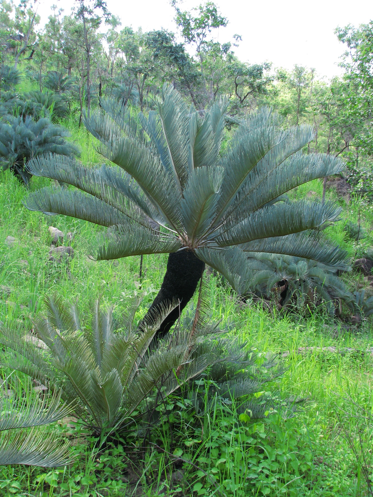 Cycad: Neat specimen of Cycas platyphylla in northern Queensland, Australia