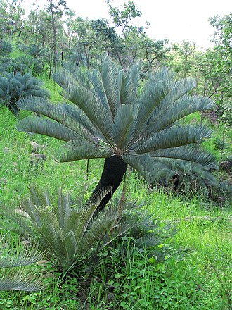 Cycad: Neat specimen of Cycas platyphylla in northern Queensland, Australia