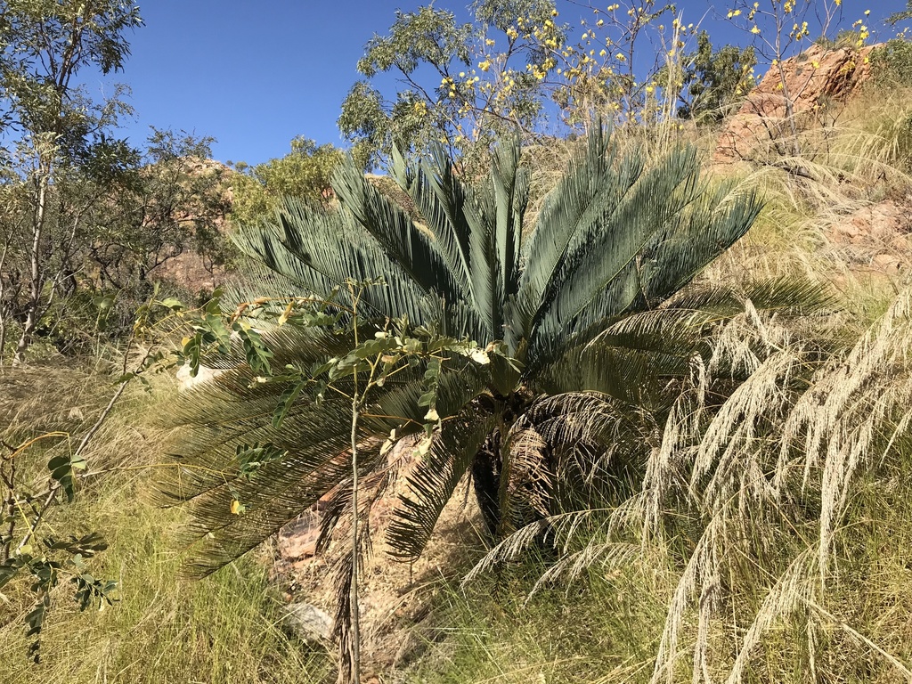 Cycas pruinosa (Cycas pruinosa)