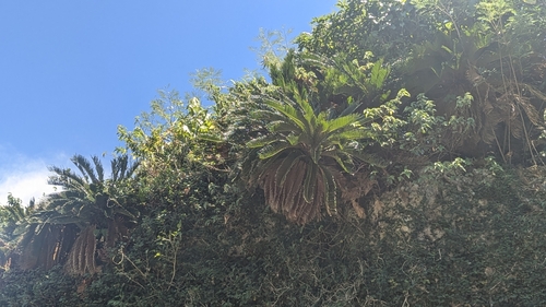 Sago palm (Cycas revoluta)