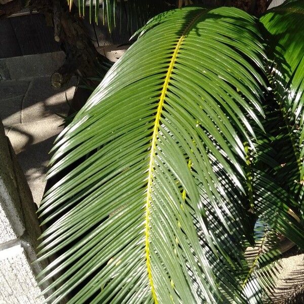 Sago palm (Cycas revoluta)