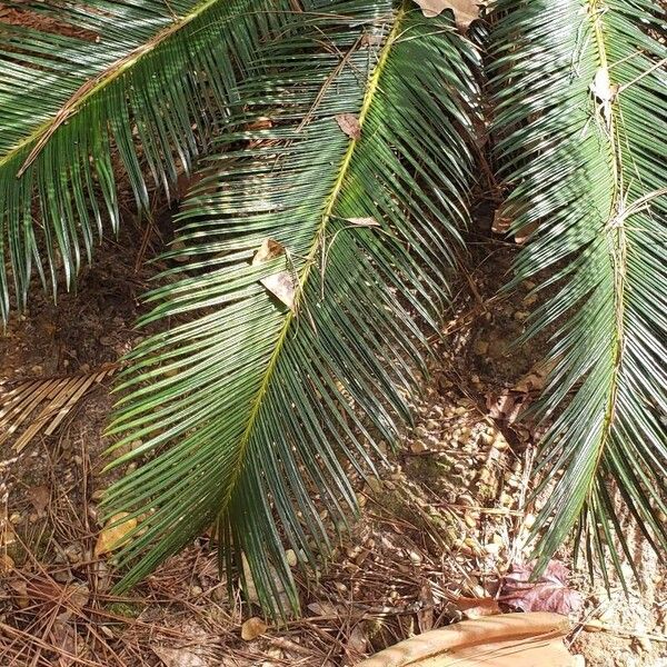 Sago palm (Cycas revoluta)