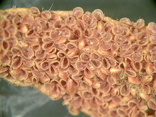 Sago palm: Abaxial side of microsporophyll of Cycas revoluta , showing microsporangia.