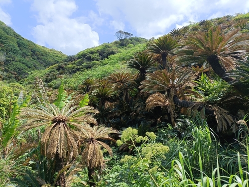 Sago palm (Cycas revoluta)