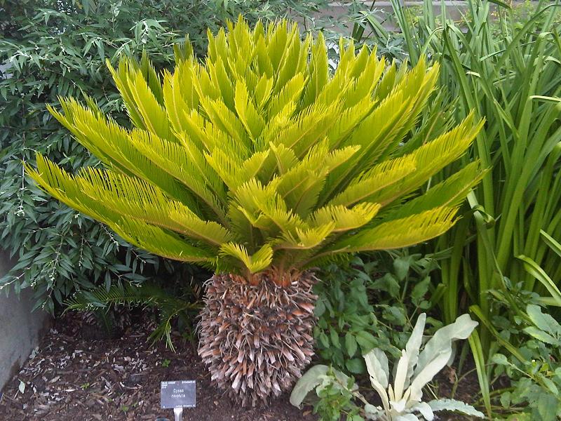 Sago palm: Cycas revoluta in Kew Gardens, London, England.