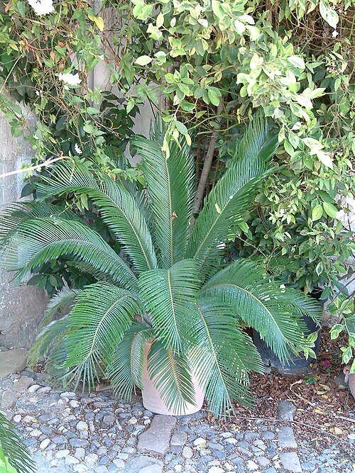 Sago palm: Cycas revoluta