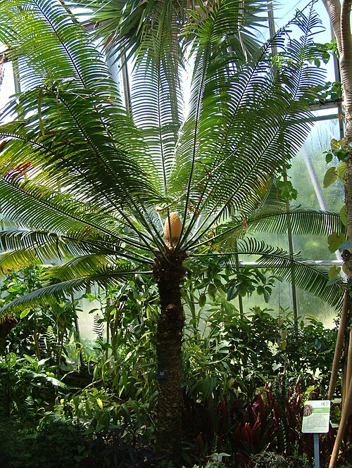 Sago palm: [large cone]