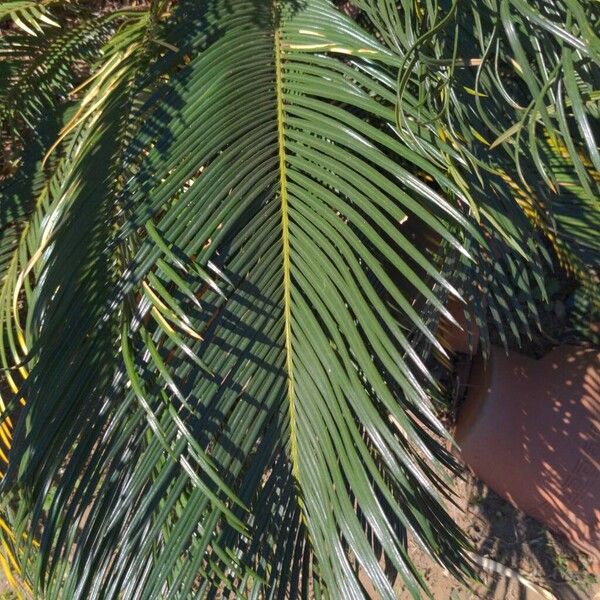 Sago palm (Cycas revoluta)