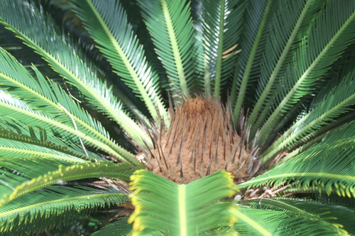 Sago palm (Cycas revoluta)