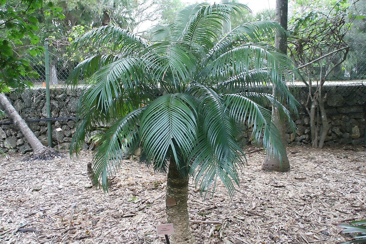 Cycad: Location taken: Fairchild Tropical Botanic Garden, Miami, FL USA. Names: Cycas riuminiana Porte ex Regel, Arayat Pitogo, Cycad, Sago Pal Classification: Plantae