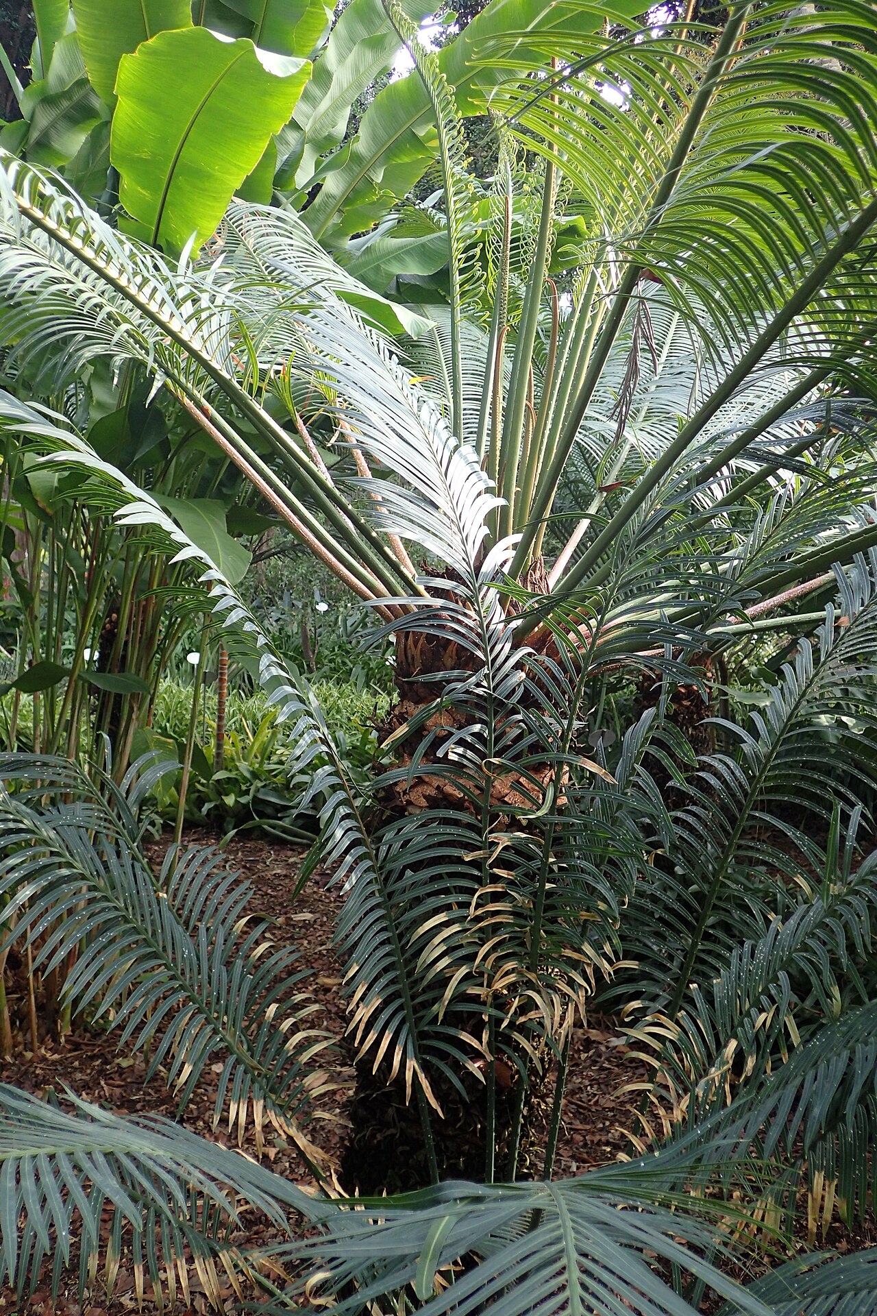 Cycad: Cycas riuminiana in Jardín de Aclimatación de la Orotava