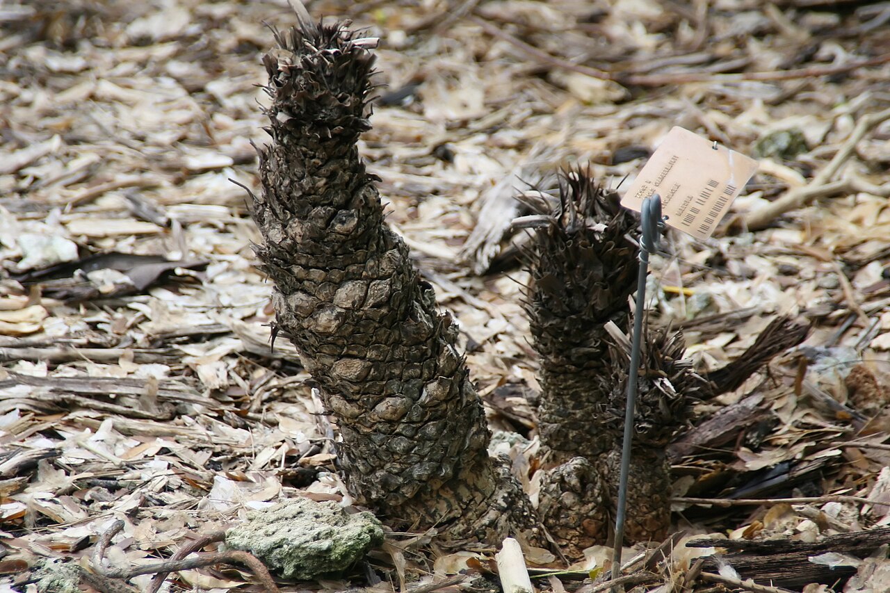 Cycad: Location taken: Fairchild Tropical Botanic Garden, Miami, FL USA. Names: Cycas riuminiana Porte ex Regel, Arayat Pitogo, Cycad, Sago Pal Classification: Plantae
