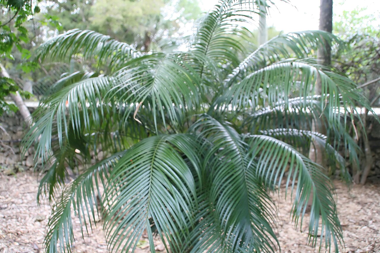 Cycad: Location taken: Fairchild Tropical Botanic Garden, Miami, FL USA. Names: Cycas riuminiana Porte ex Regel, Arayat Pitogo, Cycad, Sago Pal Classification: Plantae