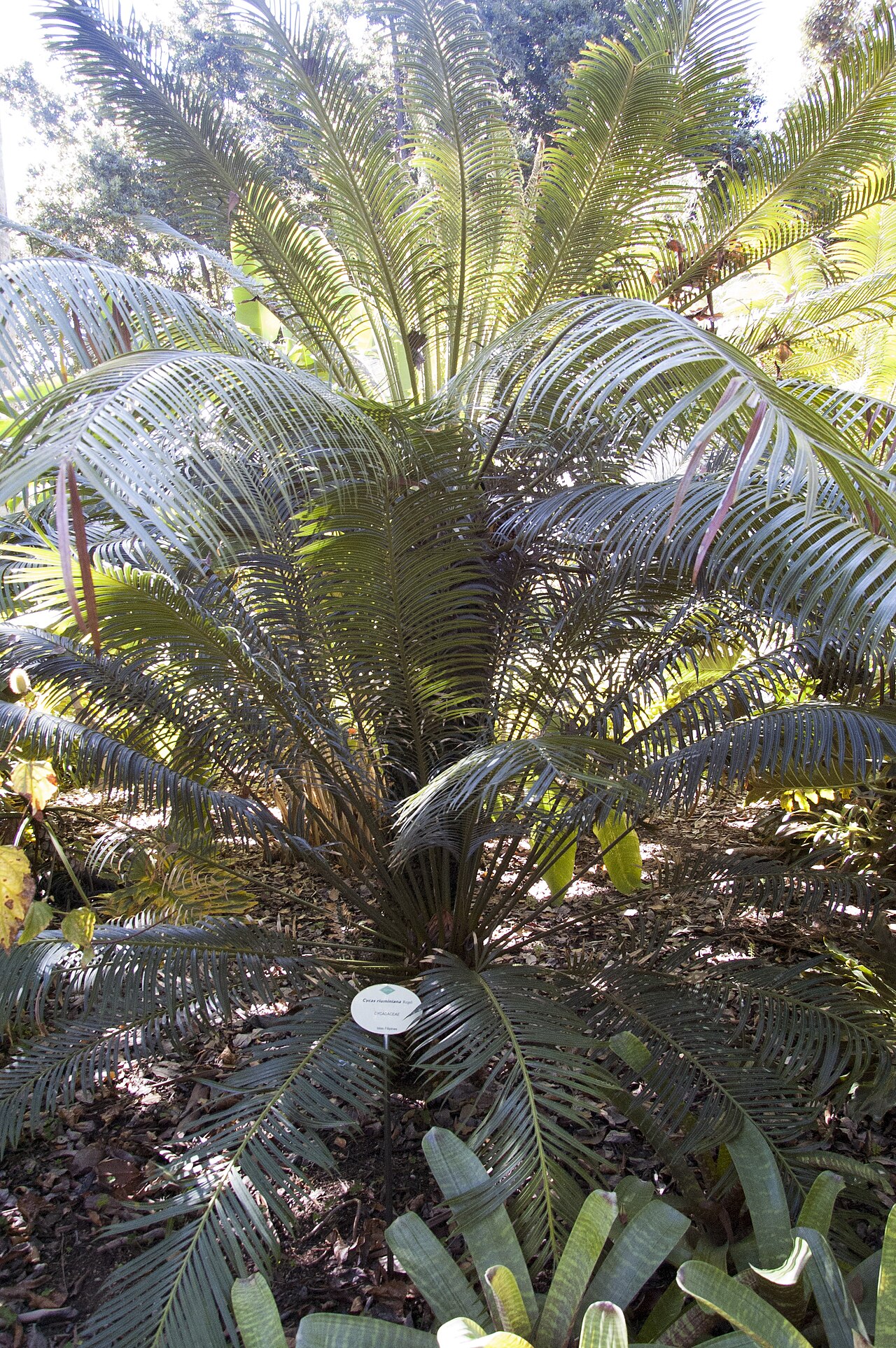 Cycad: Cycas riuminiana Orto botanico di Puerto de La Cruz