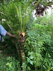 Cycad (Cycas seemannii)