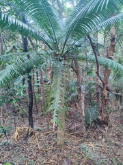 Cycad (Cycas seemannii)