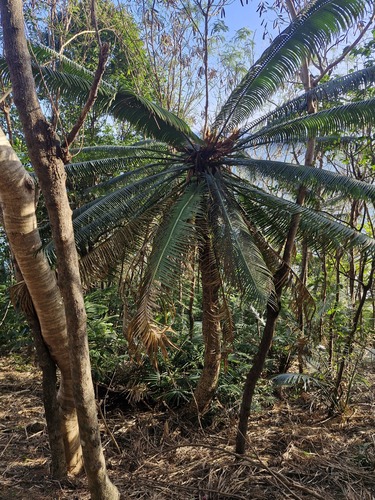 Cycad (Cycas seemannii)