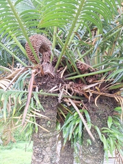 Cycad (Cycas seemannii)