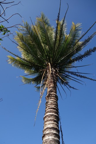 Cycad (Cycas seemannii)