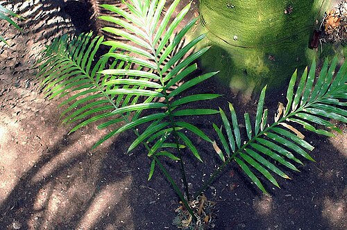 Cycad: Location taken: the New York Botanical Garden. Names: Cycas seemannii A. Braun Classification: Plantae > Cycadophyta > Cycadopsida > Cycadales > Cycadaceae > Cy