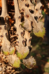 Cycad (Cycas seemannii)