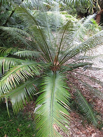 Cycad: This photo is from Gardenology.org and is available under CC-BY-SA 3.0 license. If you use it, please include attribution to Gardenology.org, with a link if the