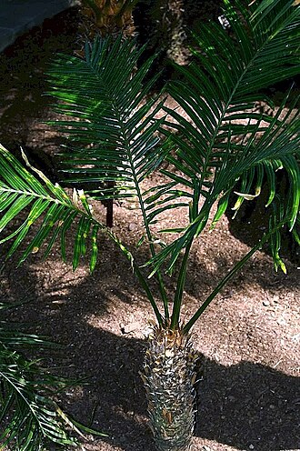 Cycad: Location taken: the New York Botanical Garden. Names: Cycas seemannii A. Braun Classification: Plantae > Cycadophyta > Cycadopsida > Cycadales > Cycadaceae > Cy