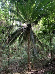 Cycad (Cycas seemannii)