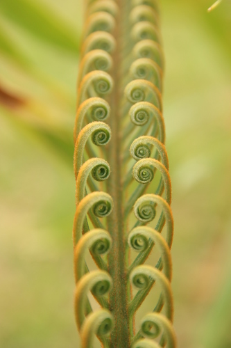Cycad (Cycas seemannii)