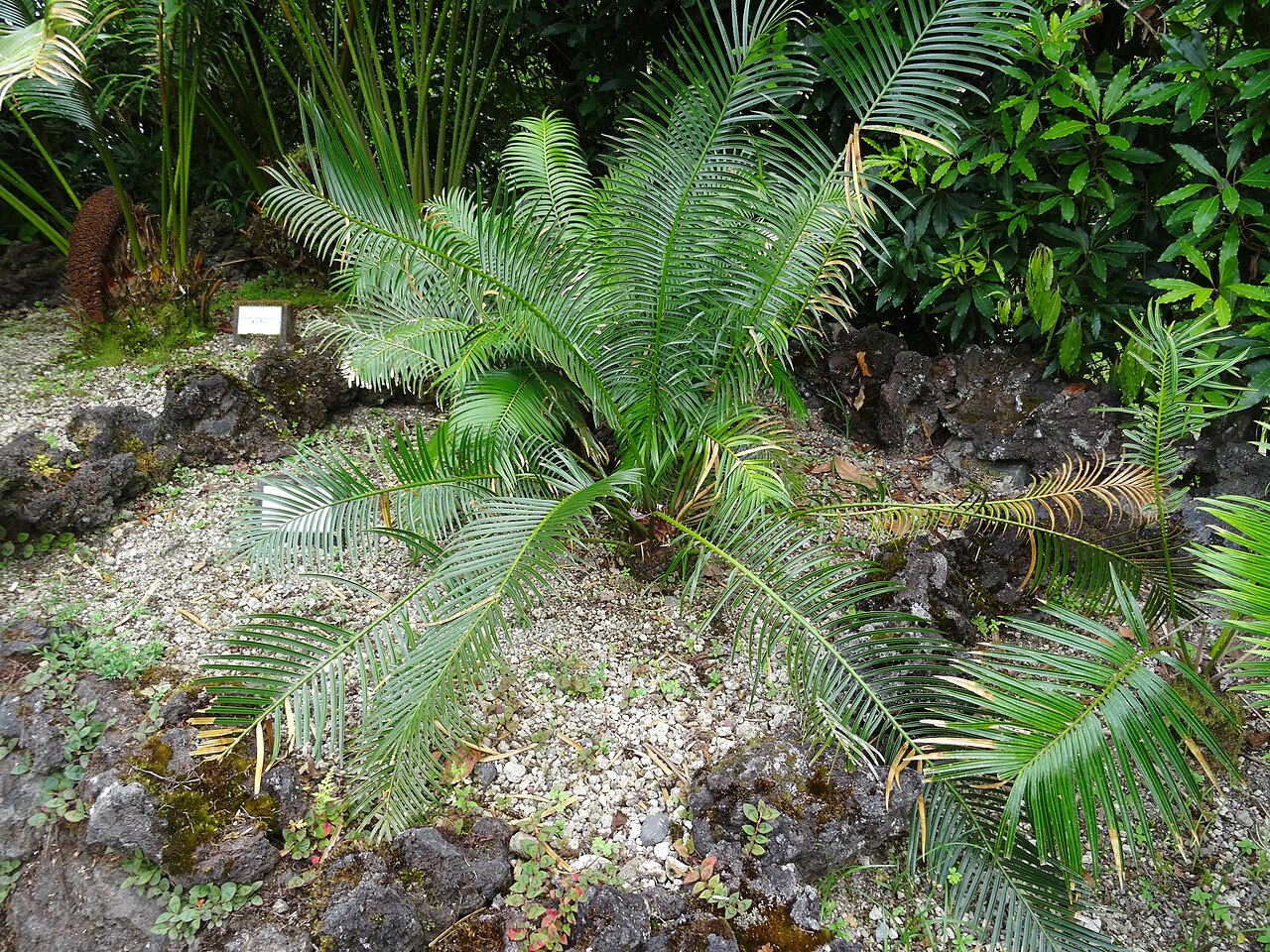 Cycad: Cycas sexseminifera, Parque Terra Nostra , Furnas , Azoren